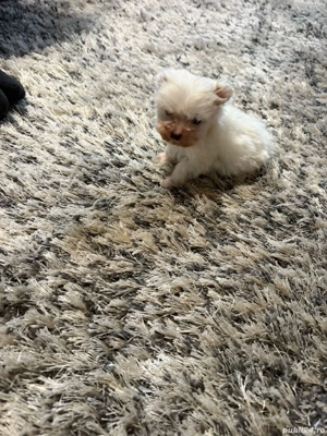 De vinzare bison maltez baietel  - imagine 2