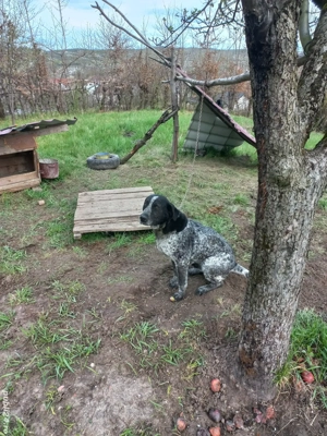 Vând câine de vânătoare și paza - imagine 5