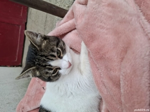 Bebisor un motanel tare bland  (Constanta) - imagine 2