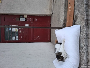 Bebisor un motanel tare bland  (Constanta) - imagine 3