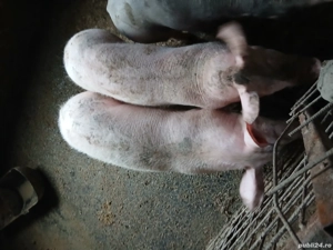 soldani.     - imagine 2