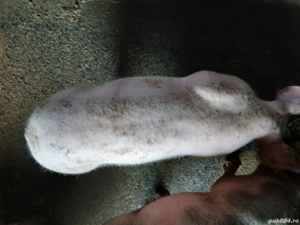 soldani.     - imagine 3