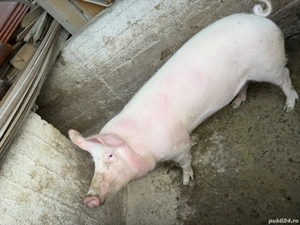 Porci de vanzare!!!! - imagine 2