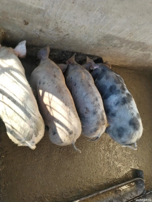 Vând purcei cu greutatea 50 - 60kg  - imagine 2