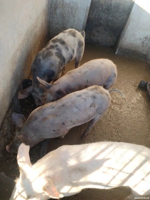 Vând purcei cu greutatea 50 - 60kg  - imagine 5