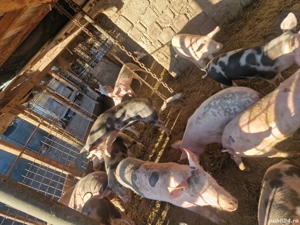 vand grăsuni crescuți natural