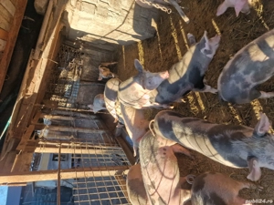 vand grăsuni crescuți natural - imagine 2