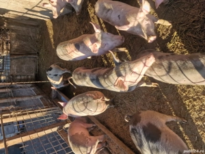 vand grăsuni crescuți natural - imagine 5