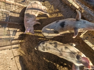 vand grăsuni crescuți natural - imagine 3