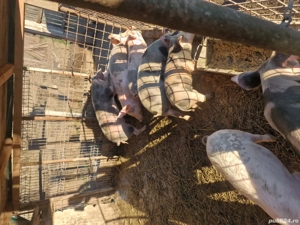 vand grăsuni crescuți natural - imagine 4