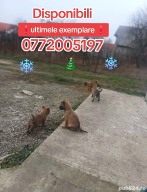 pui ciobanesc belgian malinois - imagine 3