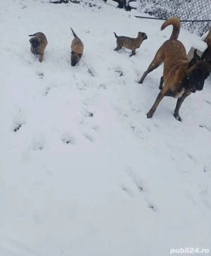 pui ciobanesc belgian malinois - imagine 2