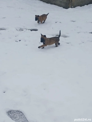 pui ciobanesc belgian malinois
