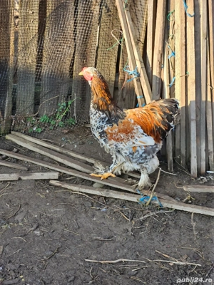 Cocos Brahma Portelan  - imagine 2