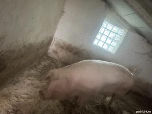 De vânzare scroafa  - imagine 2