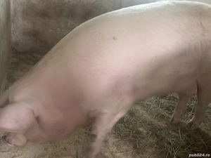 De vânzare scroafa  - imagine 3