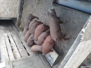 de vanzare grasunasi duroc rasa pura 3 mascuri si 7 purcele  - imagine 3