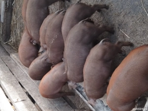 de vanzare grasunasi duroc rasa pura 3 mascuri si 7 purcele  - imagine 2