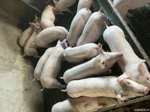 Purcei , soldani , Scrofite reproductie  - imagine 3