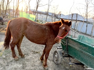 Vand iapa de 8 ani. Trage foarte bine  - imagine 3