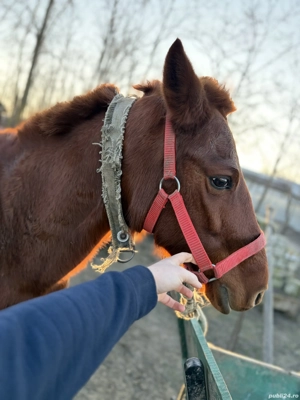 Vand iapa de 8 ani. Trage foarte bine  - imagine 4