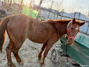 Vand iapa de 8 ani. Trage foarte bine  - imagine 2