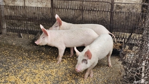 Vând purcei rasa Landras cu Petrean - imagine 2