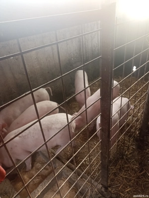 De vânzare Purcei - imagine 2