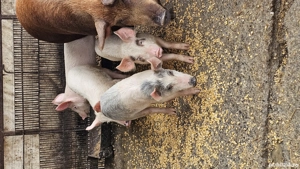 Vând purcei rasa Landras cu Petrean - imagine 3