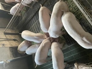 Purcei , soldani , Scrofite reproductie  - imagine 5