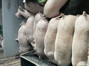 Purcei , soldani , Scrofite reproductie  - imagine 4