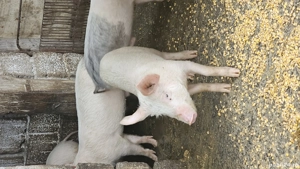 Vând purcei rasa Landras cu Petrean - imagine 5