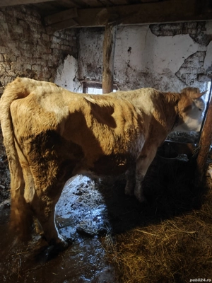 vand o văcuță de 7 ani si un tăuraș la 2 ani  - imagine 4