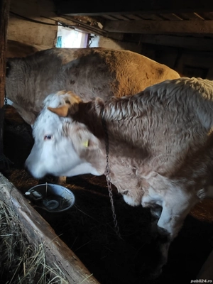 vand o văcuță de 7 ani si un tăuraș la 2 ani 