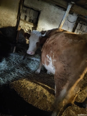 vand o văcuță de 7 ani si un tăuraș la 2 ani  - imagine 2