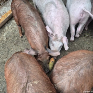 Vand purcei - imagine 3