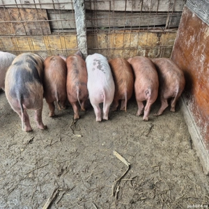 Vand purcei - imagine 2