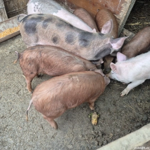 Vand purcei - imagine 4