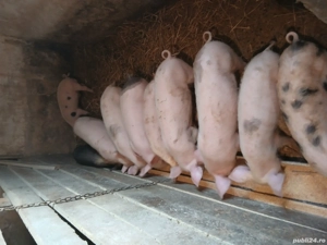 Vând purcei  - imagine 2