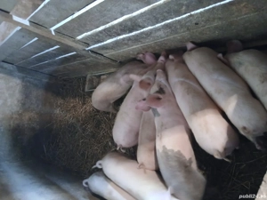 Vând purcei  - imagine 3