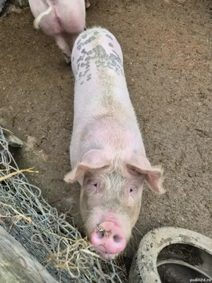 Vând porci - imagine 3