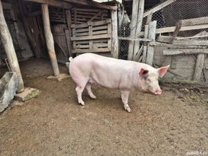 Vând porci - imagine 2