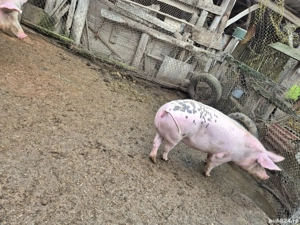 Vând porci - imagine 4