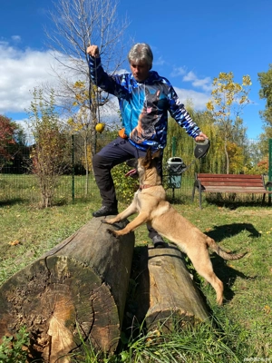 Ciobănesc Belgian Malinois 