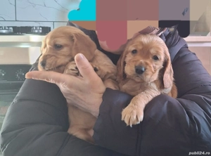 De vanzare  (ramasi un baiat si o fetita) - imagine 2