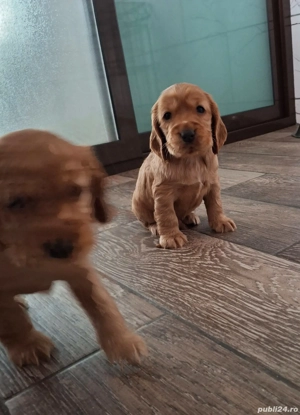 De vanzare  (ramasi un baiat si o fetita) - imagine 4