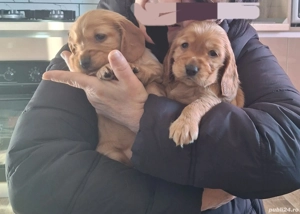 De vanzare  (ramasi un baiat si o fetita) - imagine 3