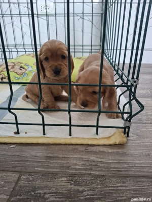 De vanzare  (ramasi un baiat si o fetita) - imagine 5