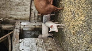 Vând purcei rasa Landras cu Petrean - imagine 4