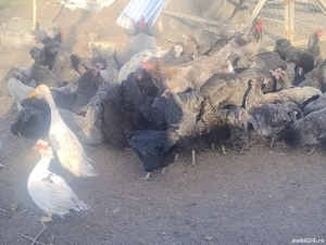 Puicuțe austrolop și rățoi alergătoare indiana - imagine 2